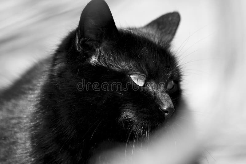Download De Zwarte Kat Is Zo Mysterios Stock Afbeelding - Afbeelding bestaande uit omheining, halloween: 107700775