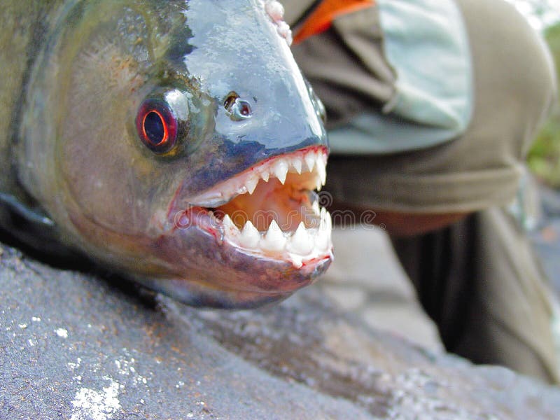 De Zwarte Piranha van Amazonië met blootgestelde tanden stock fotografie De Zwarte Piranha van Amazonië met blootgestelde tanden stock fotografie