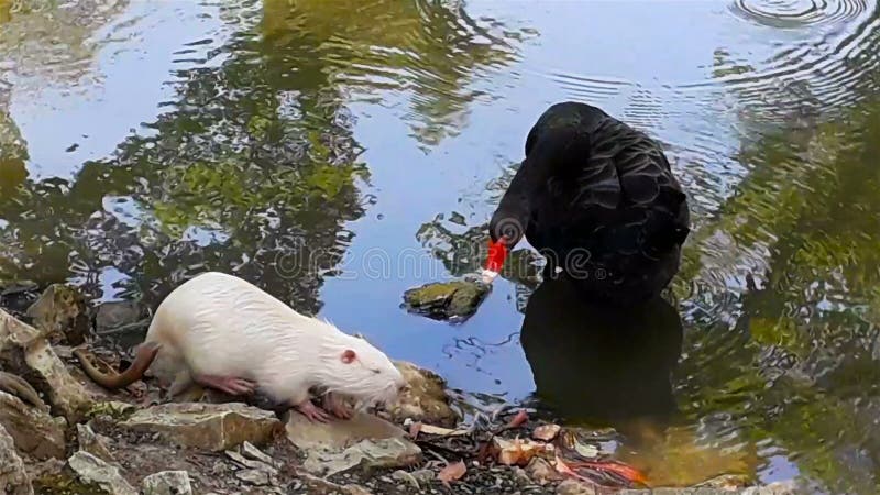 De zwarte zwaan maakt veren op water van meer in de zomerdag schoon