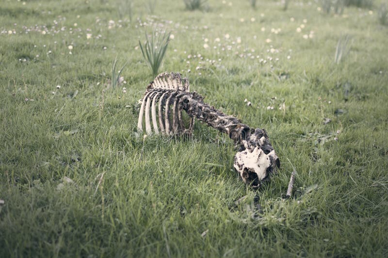 Dead Animal in the Forest 2 Stock Photo Image of body, forest 73334062