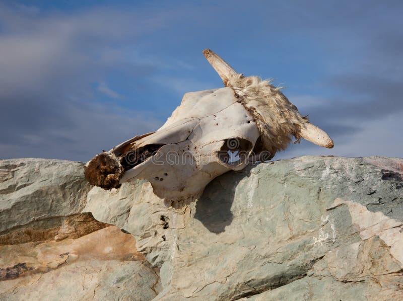 Dead animals stock image. Image of armageddon, environment - 28186073