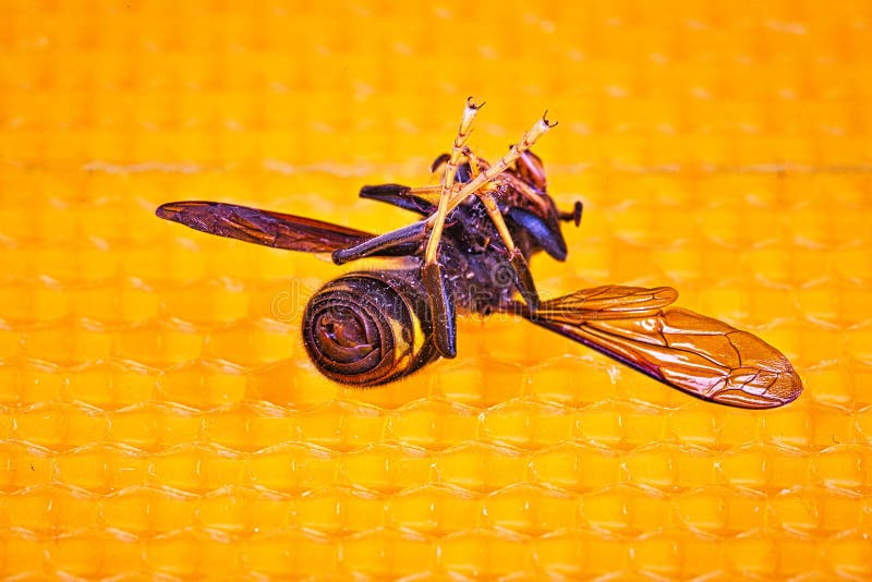 Dead asian hornet on his back on a frame of beehive