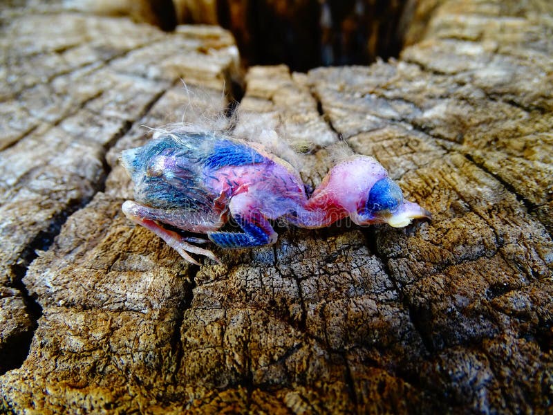 Dead baby bird stock photo. Image of trunk, aiexcl, forests 62706230