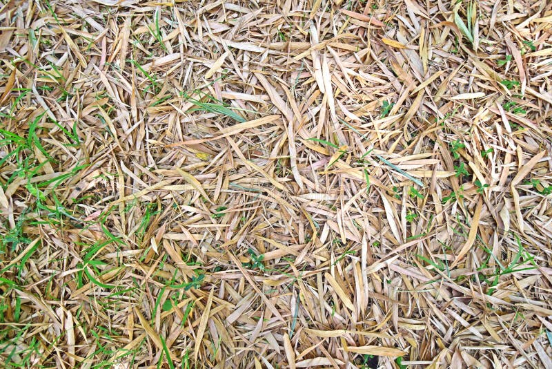 Dead bamboo leaves stock image. Image of leisure, garden 83886865