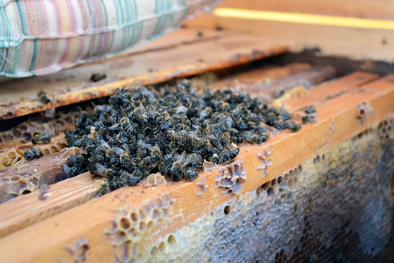 Dead Bees in the Hive To Honey Combs. Beekeeping. Stock Photo Image