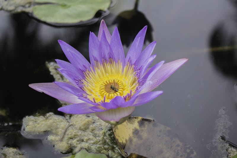 Dead bees in violet lotus stock image Dead bees in violet lotus stock image