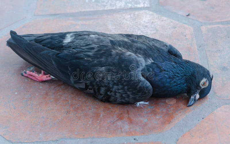 Dead Black Pigeon Bird Royalty Free Stock Photos Image 35699528