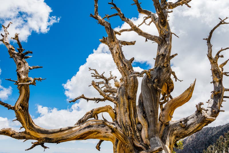 Dead Bristlecone Pine Tree In The Great Basin National ...