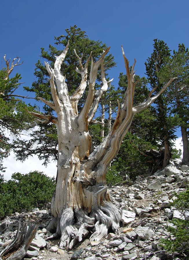 Dead Bristlecone Pine tree in the Great Basin National Park, Nevada