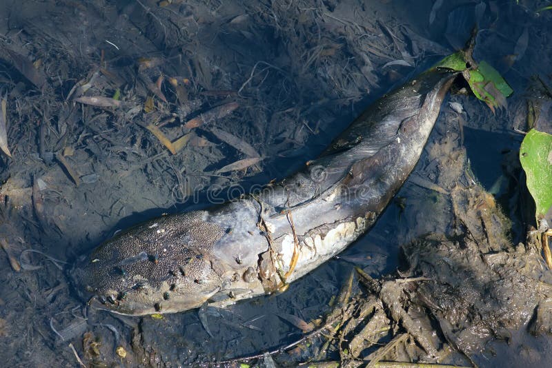 Dead catfish stock image. Image of pond, close, closeup 42454043