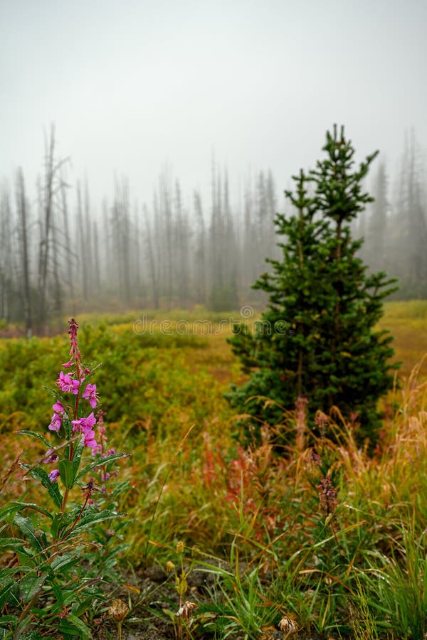 Dead and charred trees left behind after a devastating wildfire at Heckman pass summit in Tweedsmuir Park. But a new life started to emerge. Colorful fall foliage with fireweed in the foreground. Dead and charred trees left behind after a devastating wildfire at Heckman pass summit in Tweedsmuir Park. But a new life started to emerge. Colorful fall foliage with fireweed in the foreground