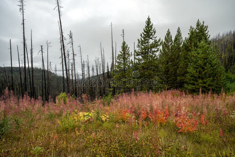 Dead and charred trees left behind after a devastating wildfire at Heckman pass summit in Tweedsmuir Park. But a new life started to emerge. Colorful fall foliage with fireweed in the foreground. Dead and charred trees left behind after a devastating wildfire at Heckman pass summit in Tweedsmuir Park. But a new life started to emerge. Colorful fall foliage with fireweed in the foreground