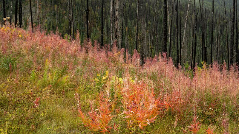 Dead and charred trees left behind after a devastating wildfire at Heckman pass summit in Tweedsmuir Park. But a new life started to emerge. Colorful fall foliage with fireweed in the foreground. Dead and charred trees left behind after a devastating wildfire at Heckman pass summit in Tweedsmuir Park. But a new life started to emerge. Colorful fall foliage with fireweed in the foreground