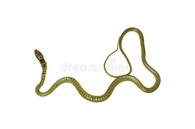 Snake playing dead Stock Photos and Images