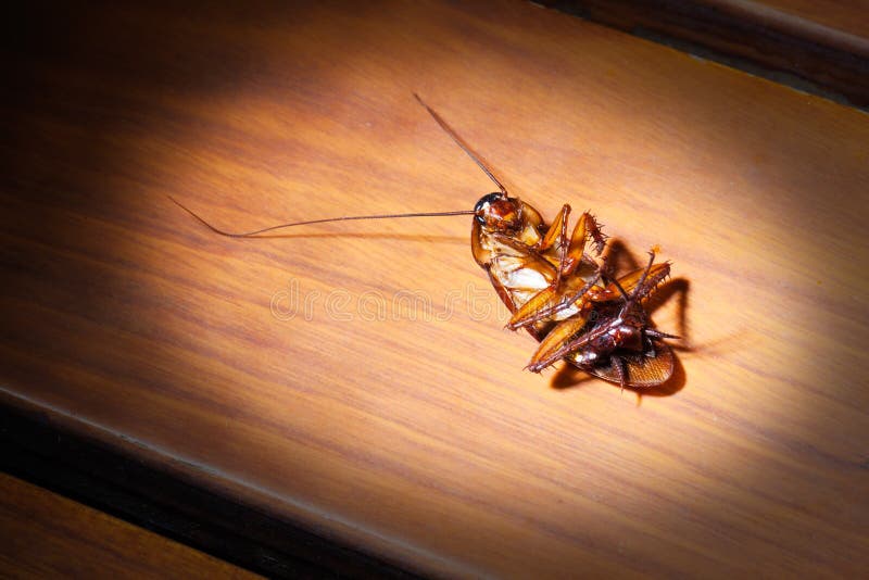 Dead cockroach stock photos