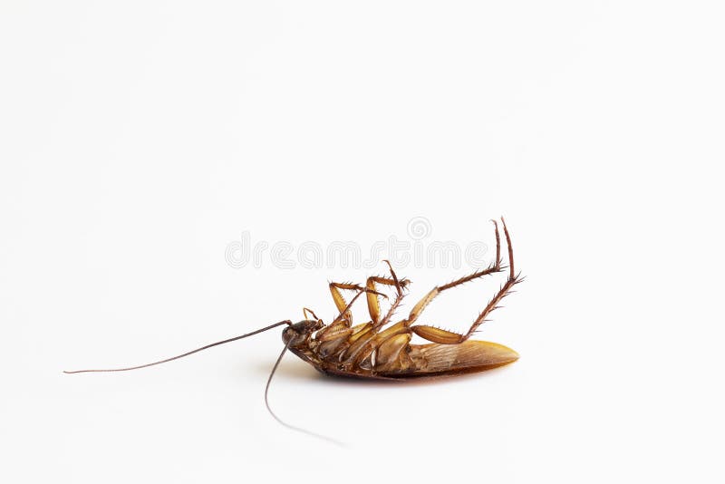 Dead cockroach isolated on white background; unhealthy concept. Cockroach isolated water stock images, royalty-free photos and pictures