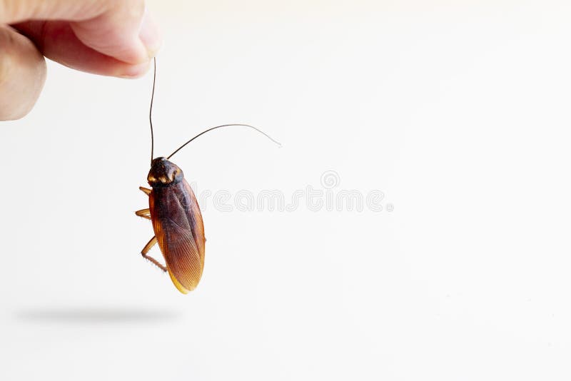 Dead cockroach isolated on white background; unhealthy concept. Cockroach isolated water stock images, royalty-free photos and pictures