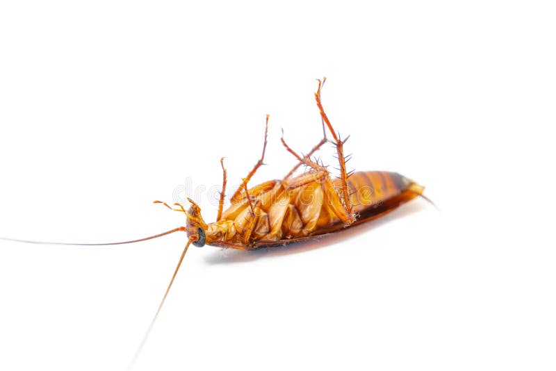 Dead cockroach on white background, Concept the problem in the house because of cockroaches living in the kitchen and pest control. A Dead cockroach on white royalty free stock images Dead cockroach on white background, Concept the problem in the house because of cockroaches living in the kitchen and pest control. A Dead cockroach on white royalty free stock images