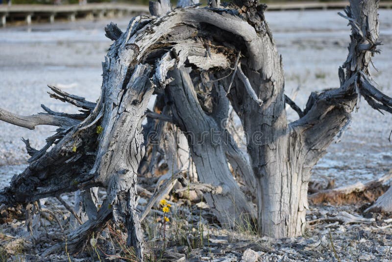 Dead Contorted Tree with Small Yellow Flowers in Geyser Bed royalty free stock photography Dead Contorted Tree with Small Yellow Flowers in Geyser Bed royalty free stock photography
