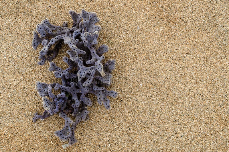 Dead Coral on the Beach with Copy Space on the Right Stock Photo