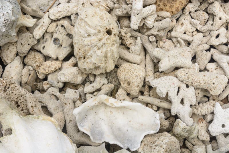 Dead corals stock image. Image of water, sandy, desert 39977631