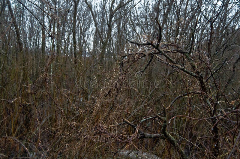 Dead Covert and Branches Twined with Dead Vines. Stock Photo Image of