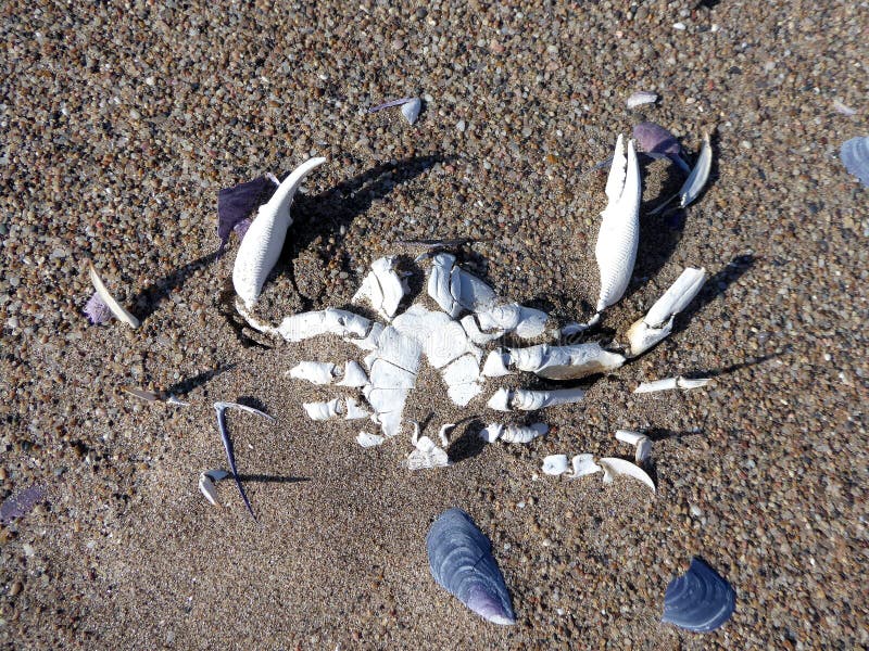 Dead crab in the sand.