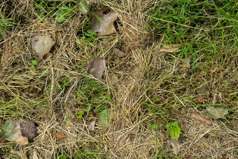 Dead dry grass texture top view with dead dried up leaves. A dead dry grass texture top view with dead dried up leaves