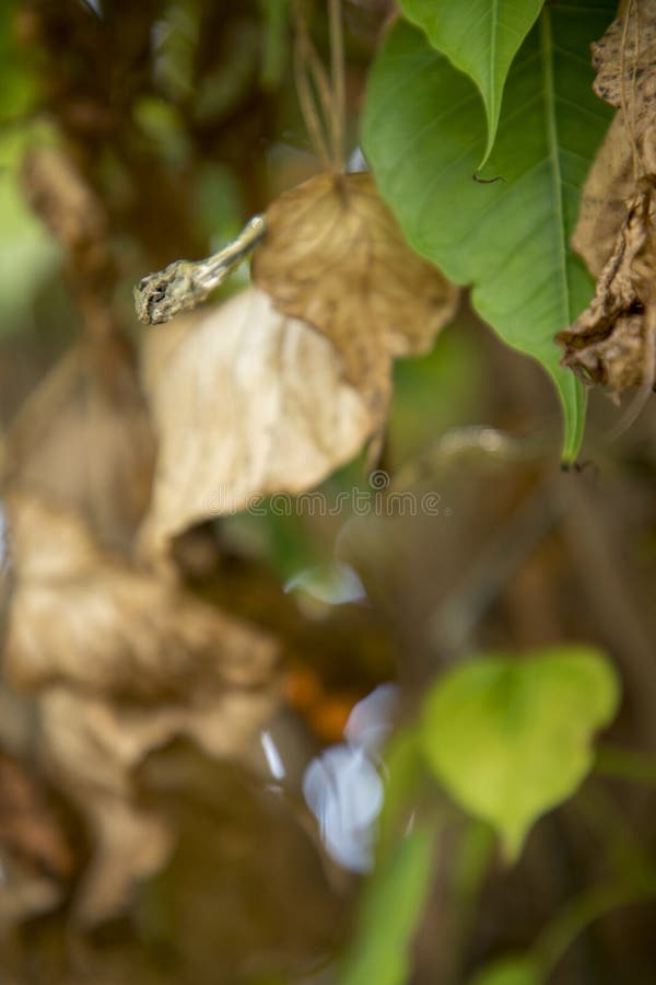 Dead dry green Asian vine snake on green leaf