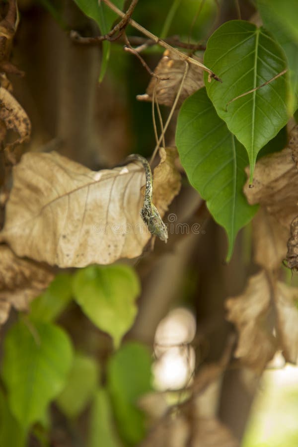 Dead dry green Asian vine snake on green leaf
