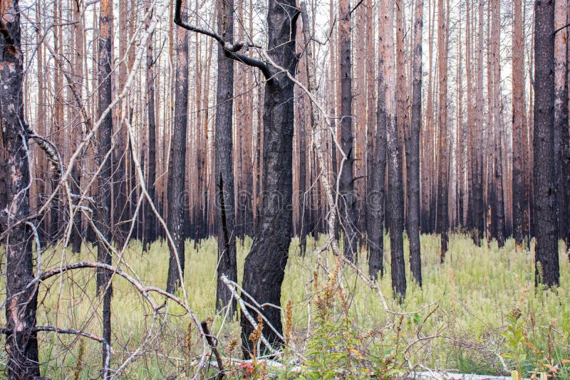 Dead dry pine forest after major forest fire wildfire. Consequences of wildfire - charred trees and no needles. Recovery of gree