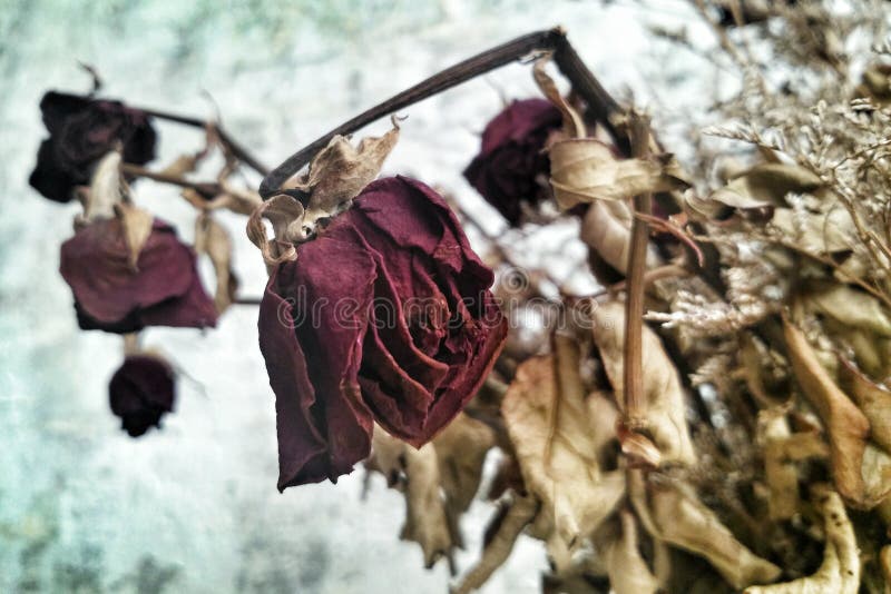 30,999 Dead Flowers Stock Photos Free & RoyaltyFree Stock Photos