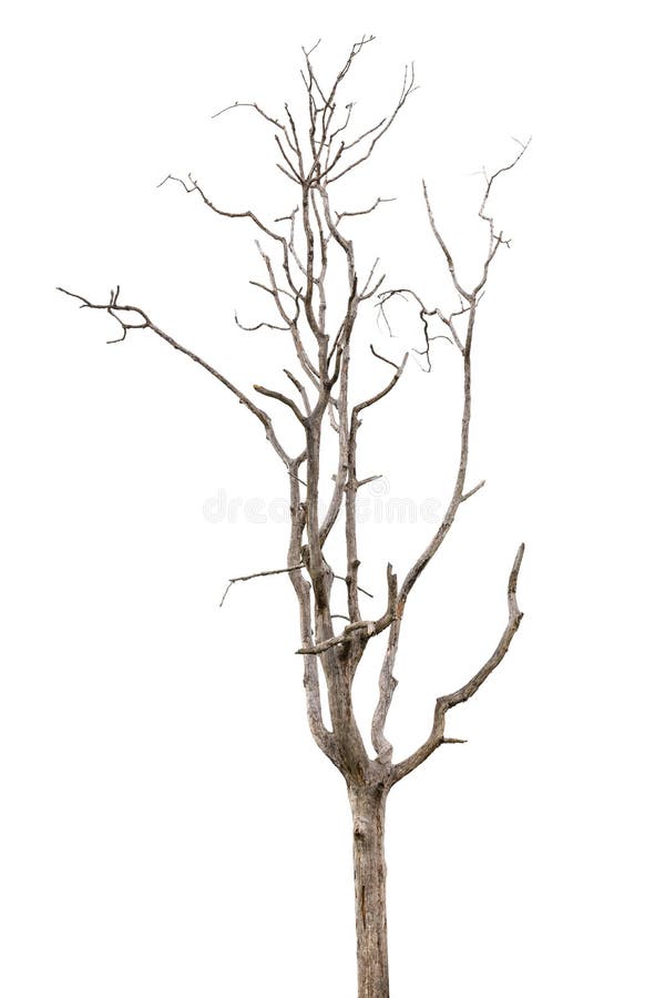 Dead and dry tree is isolated on white