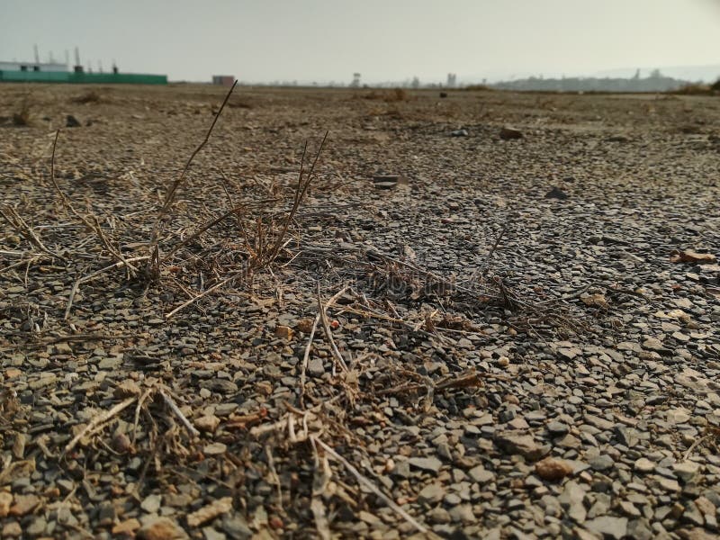 Dead and Dying Plants in Drought Stricken Field Stock Photo Image of