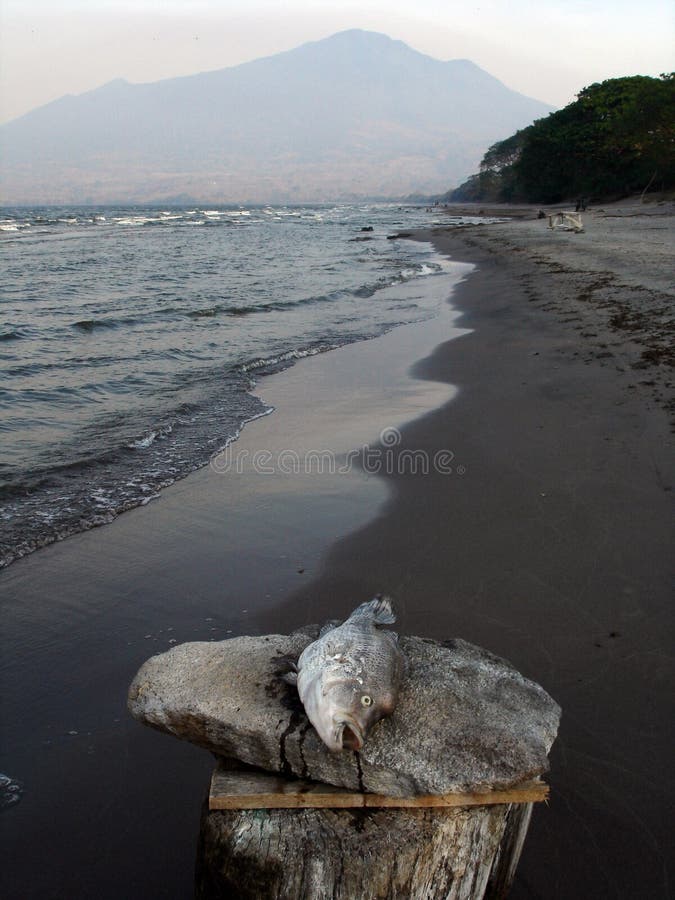 Dead fish on the beach of Isla Ometepe (Nicaragua)