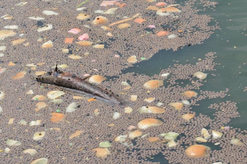 Contaminated fish stock image. Image of cooked, awareness 93828759