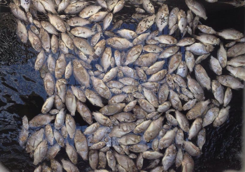 Dead fish editorial stock photo. Image of natural, foods 55583968