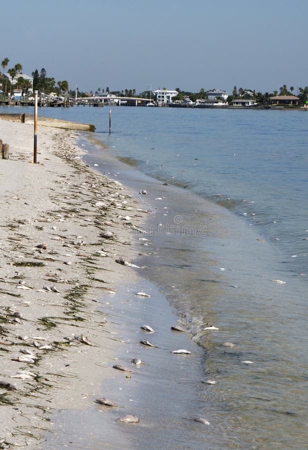 Dead Fish on the Shore of Boca Ciega Bay, Florida Stock Photo - Image of  animal, outdoor: 130242076