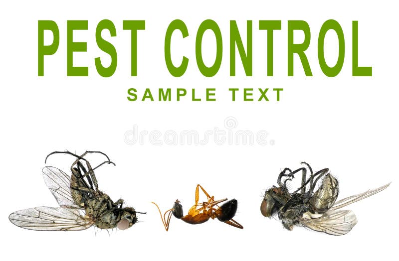 Dead flies, ant and words PEST CONTROL isolated on a white background. Concept of pest control