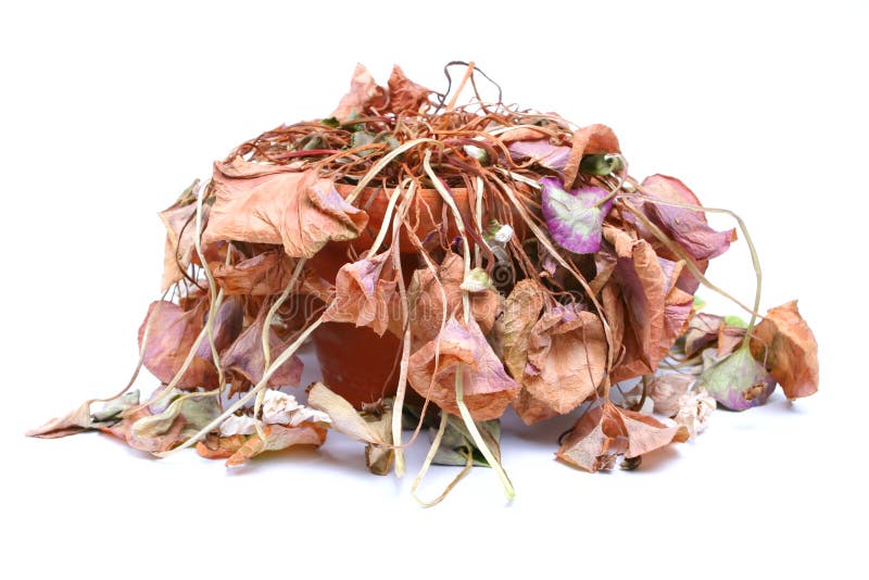 Dead Flower stock image. Image of death, plant, wither 4357735