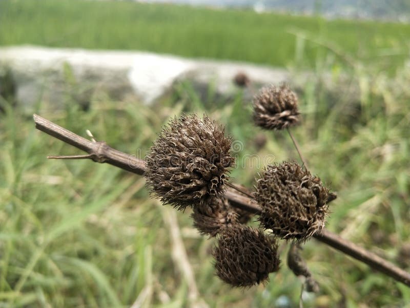 Dead Flowers that Have Dried Up Stock Photo Image of plants, dried 195584600