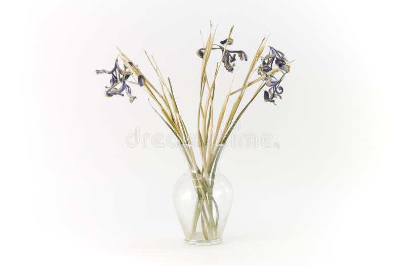 Dead flowers in a vase stock photo. Image of flowers 17876818