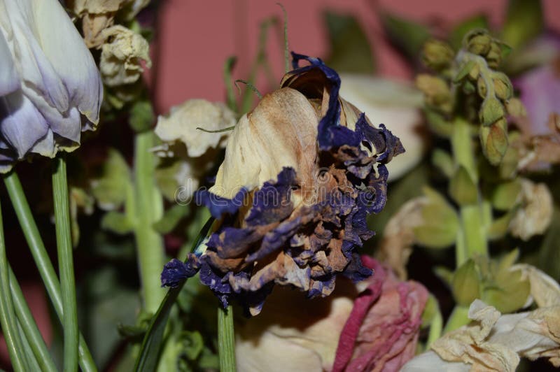 Dead flowers stock image. Image of floral, antique, flowers 92171687