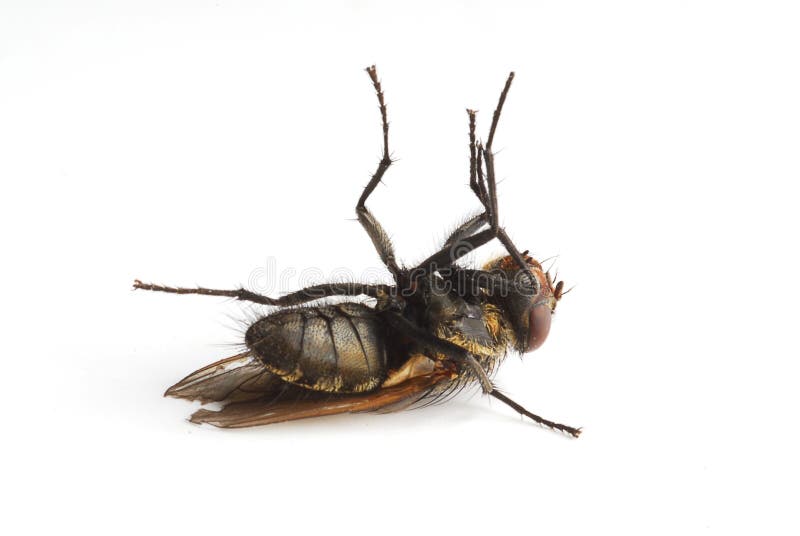 Dead fly royalty free stock image Dead fly royalty free stock image