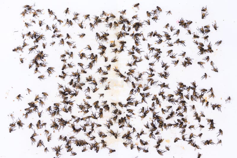 Dead fly stock photo. Image of common, biology, domestic 55713458