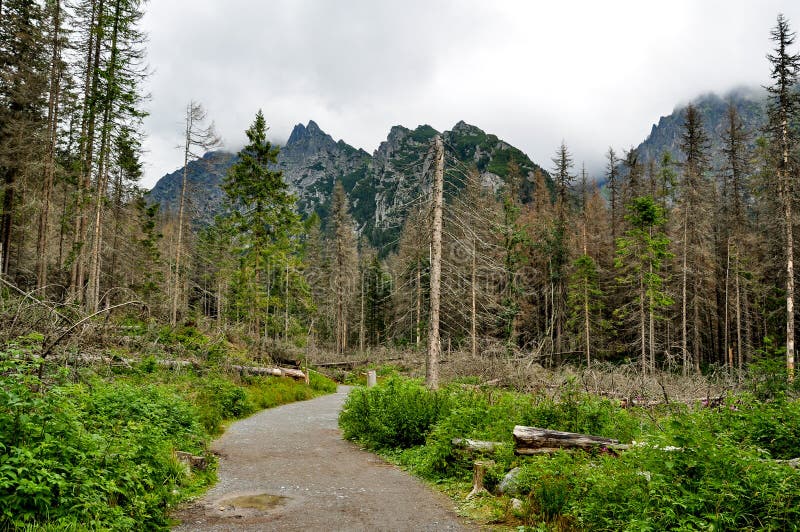 Dead forest