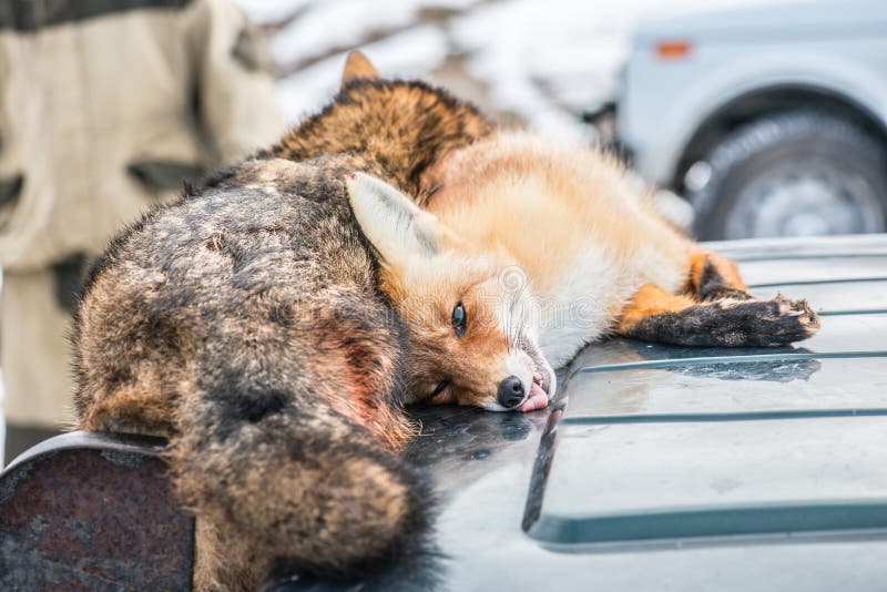 Dead foxes after the hunt stock image. Image of hunter 63258611