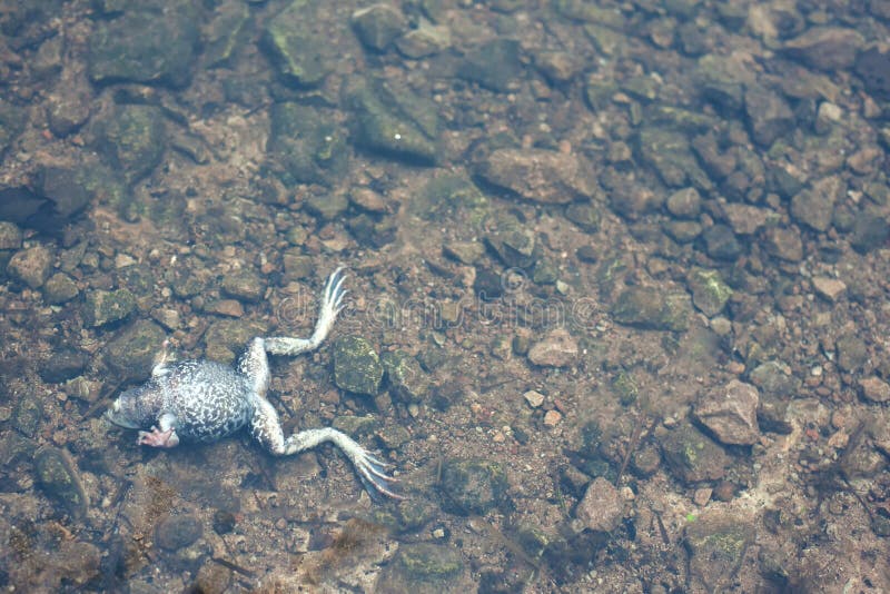 Frog Dead Body Stock Photos - 590 Images