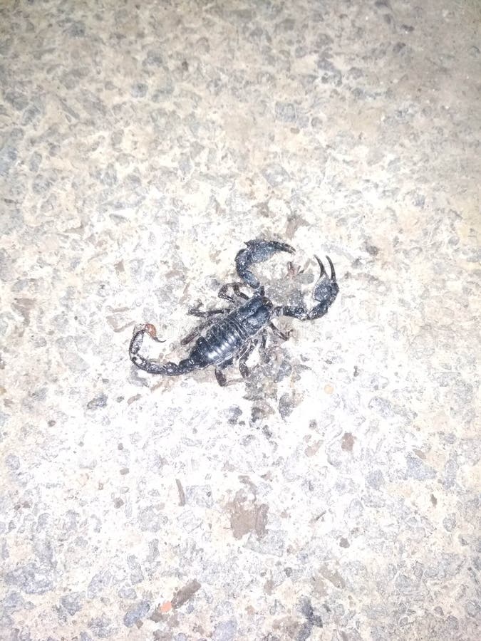 Dead Gigantic Black Scorpion stock photo Dead Gigantic Black Scorpion stock photo