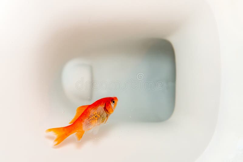 150 Dead Goldfish Stock Photos - Free & Royalty-Free Stock Photos